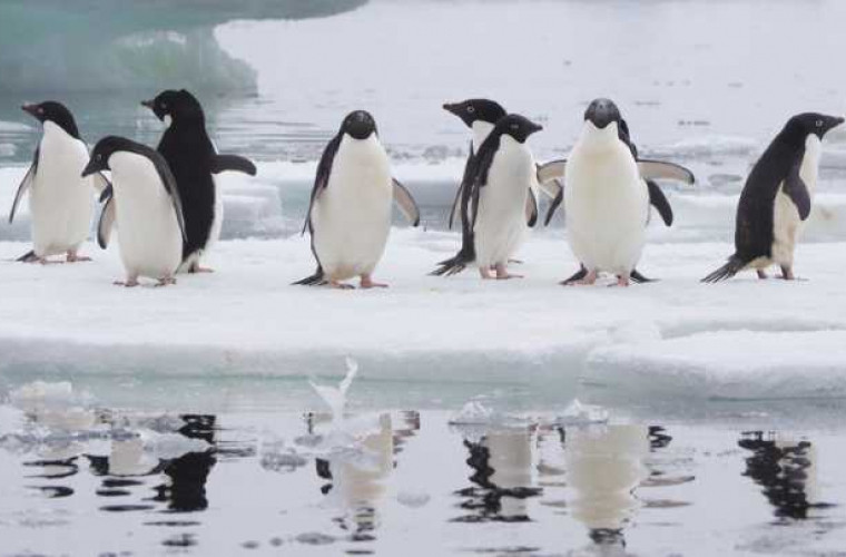 Pinguinii emit sunete sub apă în timpul vînătorii (VIDEO)