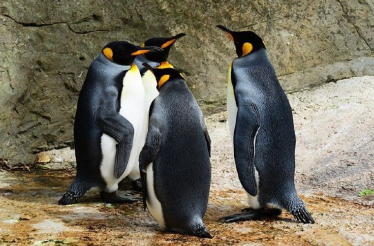 Oamenii de știință au reușit să înregistreze comunicarea vocală a pinguinilor sub apă (VIDEO)