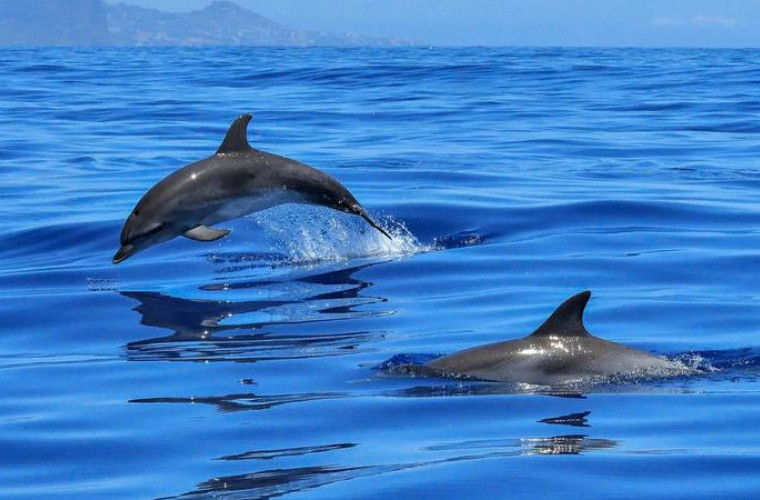 В США фотограф заснял редкое "световое шоу" дельфинов