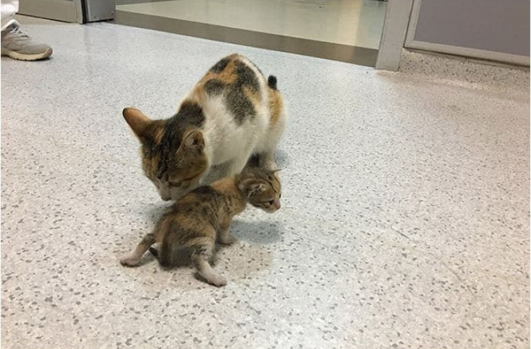 O pisică și-a adus puiul la spital, cerînd ajutorul medicilor (FOTO)