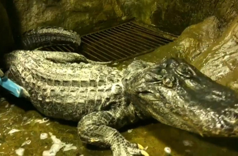 Un aligator, care a supraviețuit bombardamentelor din al Doilea Război Mondial la Berlin, a murit 