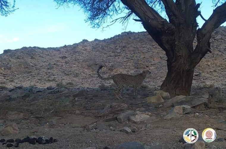 Un animal rar întîlnit, observat pentru prima dată în 10 ani în Algeria