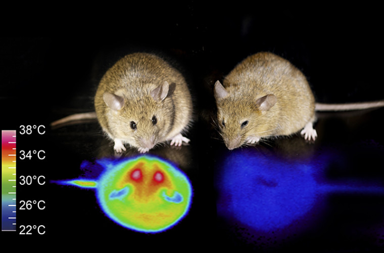 Японским ученым удалось вызвать у мышей гибернацию. Люди следующие?
