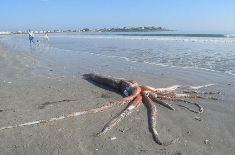 În Africa de Sud a fost găsit un calamar uriaș de peste 300 de kg