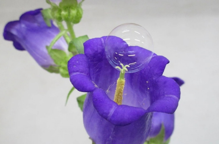 O tehnică neobișnuită de polenizare a fost descoperită în Japonia 