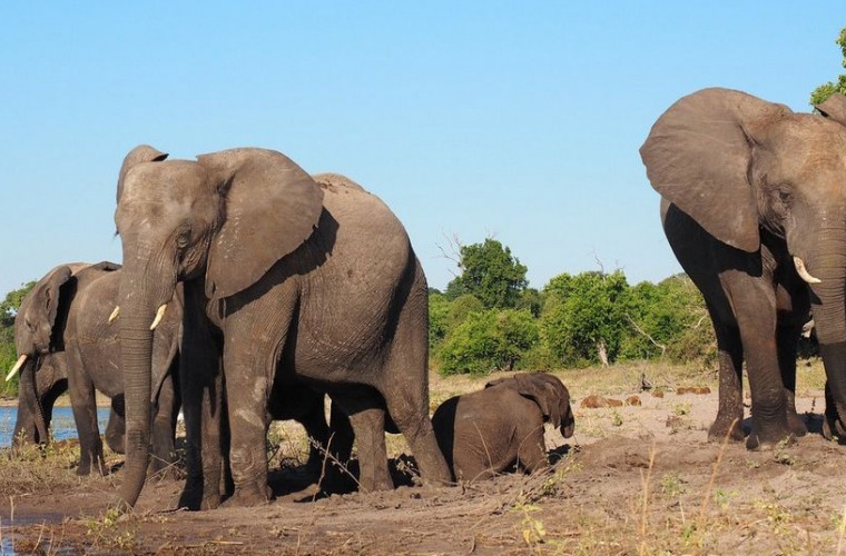 Peste 350 de elefanți au murit în Botswana