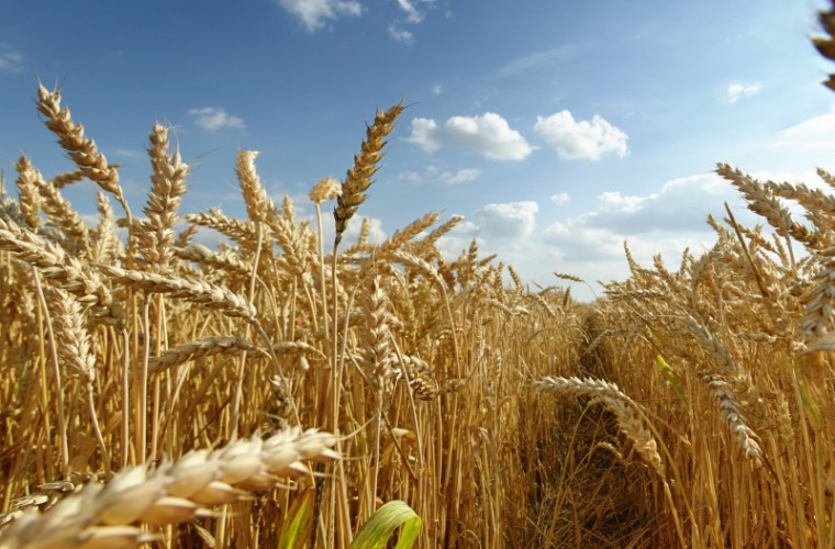 Мрачный прогноз: в этом году у нас будет самый низкий урожай пшеницы