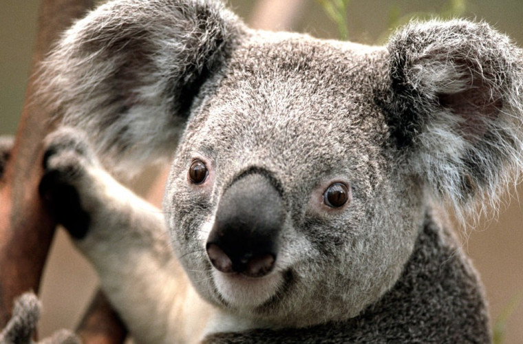 Doi pui de koala, vedetele unei Grădini Zoologice din Australia (VIDEO)