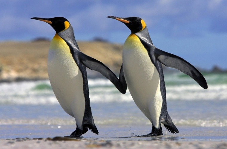 Doi pinguini, în vizită la un muzeu de istorie a naturii