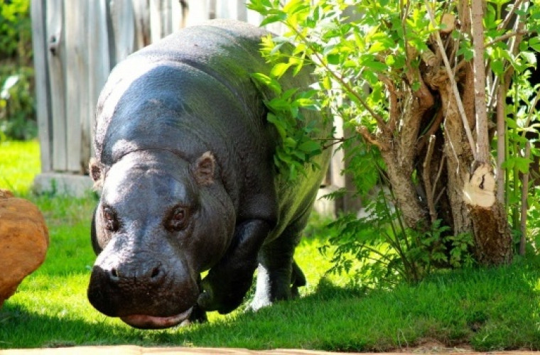 Cea mai veche grădină zoologică din lume, în pericol de dispariție