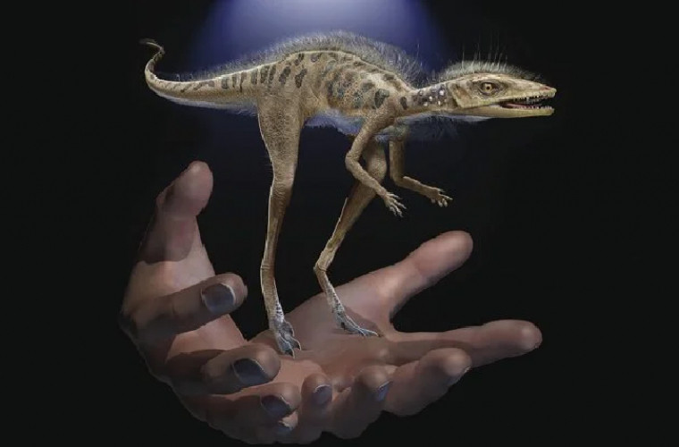 A fost găsit strămoșul dinozaurilor gigantici – este foarte mic