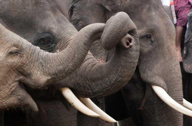 Botswana a numit o posibilă cauză a morții în masă a elefanților