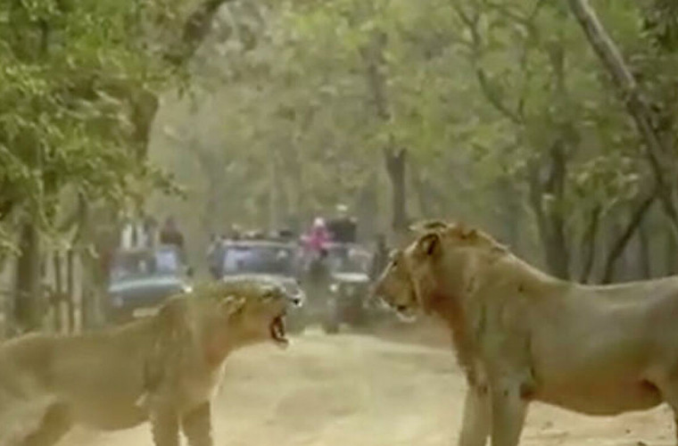 În rețea a căpătat popularitate un video cu cearta dintre un leu și o leoaică, filmat în India