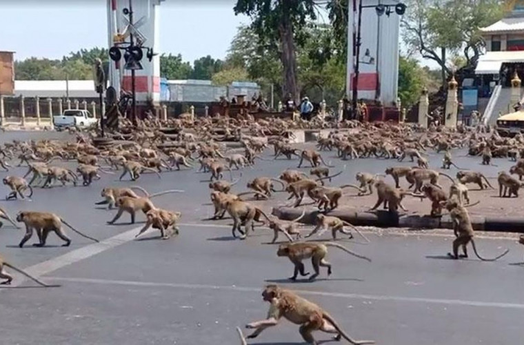 Invazie de maimuțe în Thailanda. Situația scapă de sub control