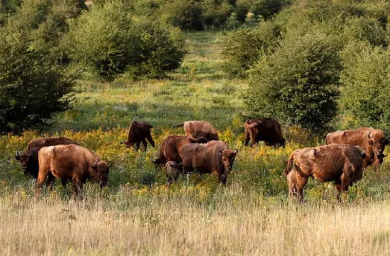 Bizoni, cai sălbatici şi fluturi au luat în stăpînire o fostă bază militară sovietică (VIDEO)