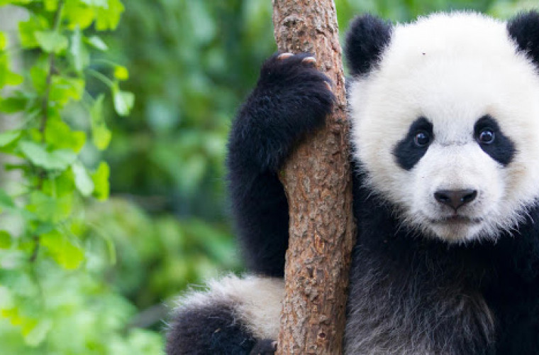 Cel mai bătrîn urs panda crescut în captivitate a împlinit 38 de ani
