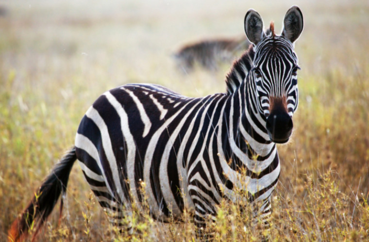 Предложено новое объяснение необычного окраса зебр