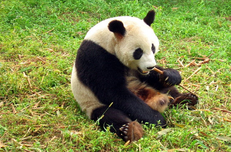 Cum arată un pui de panda nou-născut la Grădina Zoologică din Washington (VIDEO)