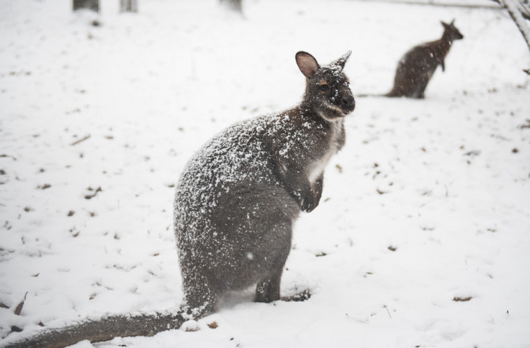 Australia se confruntă cu vreme rece și căderi de zăpadă