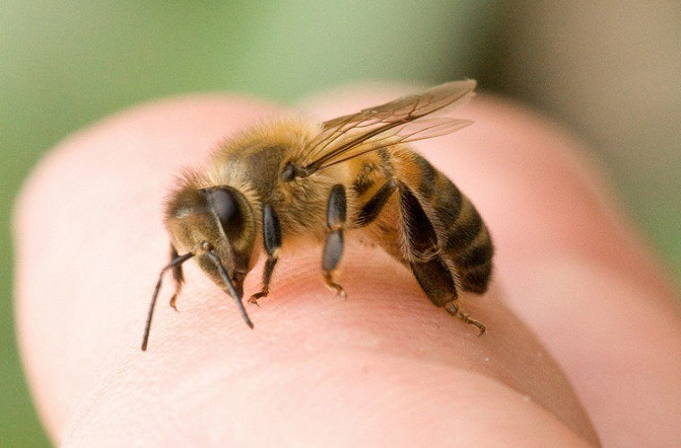 Efectele uimitoare ale veninului de albine asupra însănătoșirii