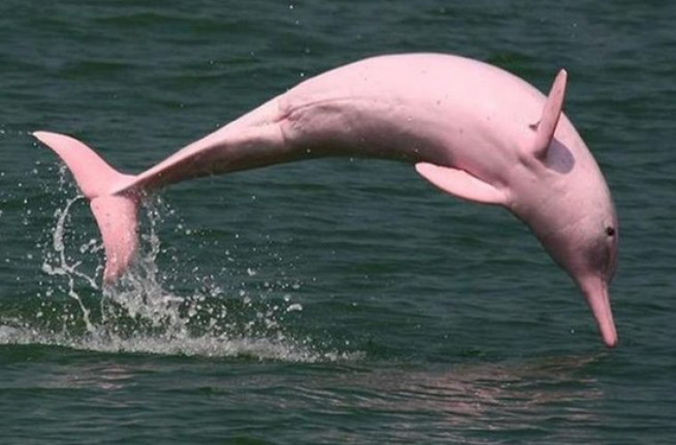 Delfinii roz au revenit în apele costiere din Hong Kong (VIDEO)