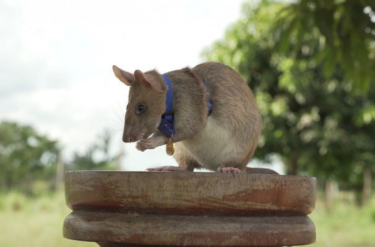 Un "șobolan erou" a primit o medalie de aur în miniatură pentru curaj