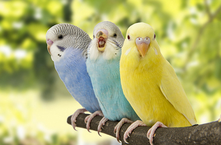 Cinci papagali au fost trimiși la izolare într-un parc zoologic pentru că înjurau vizitatorii